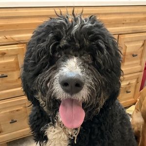 Meet your Posher, Alan